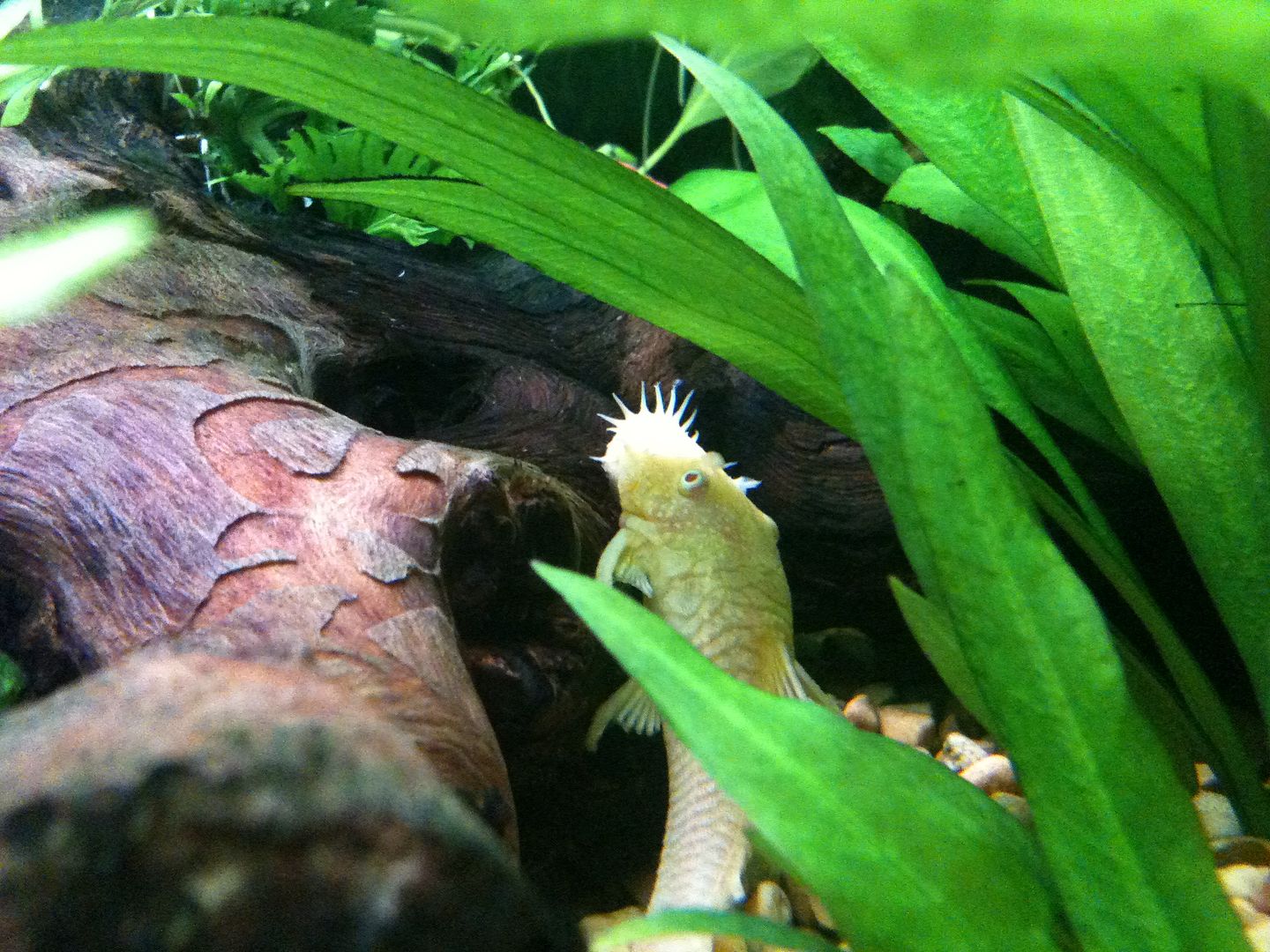 Albino Longfinned Bristlenose Pleco losing his long fins Aquarium Forum